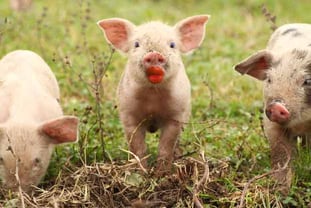 pig-with-lipstick-help-desk-fail.jpg